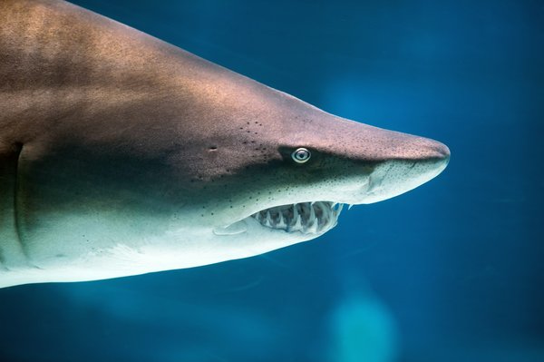 Requins zanzibar : dangers minimes et expériences inoubliables