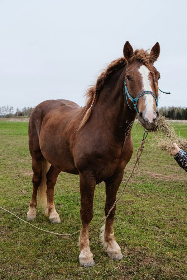 Les chevaux de trait : force et histoire fascinante